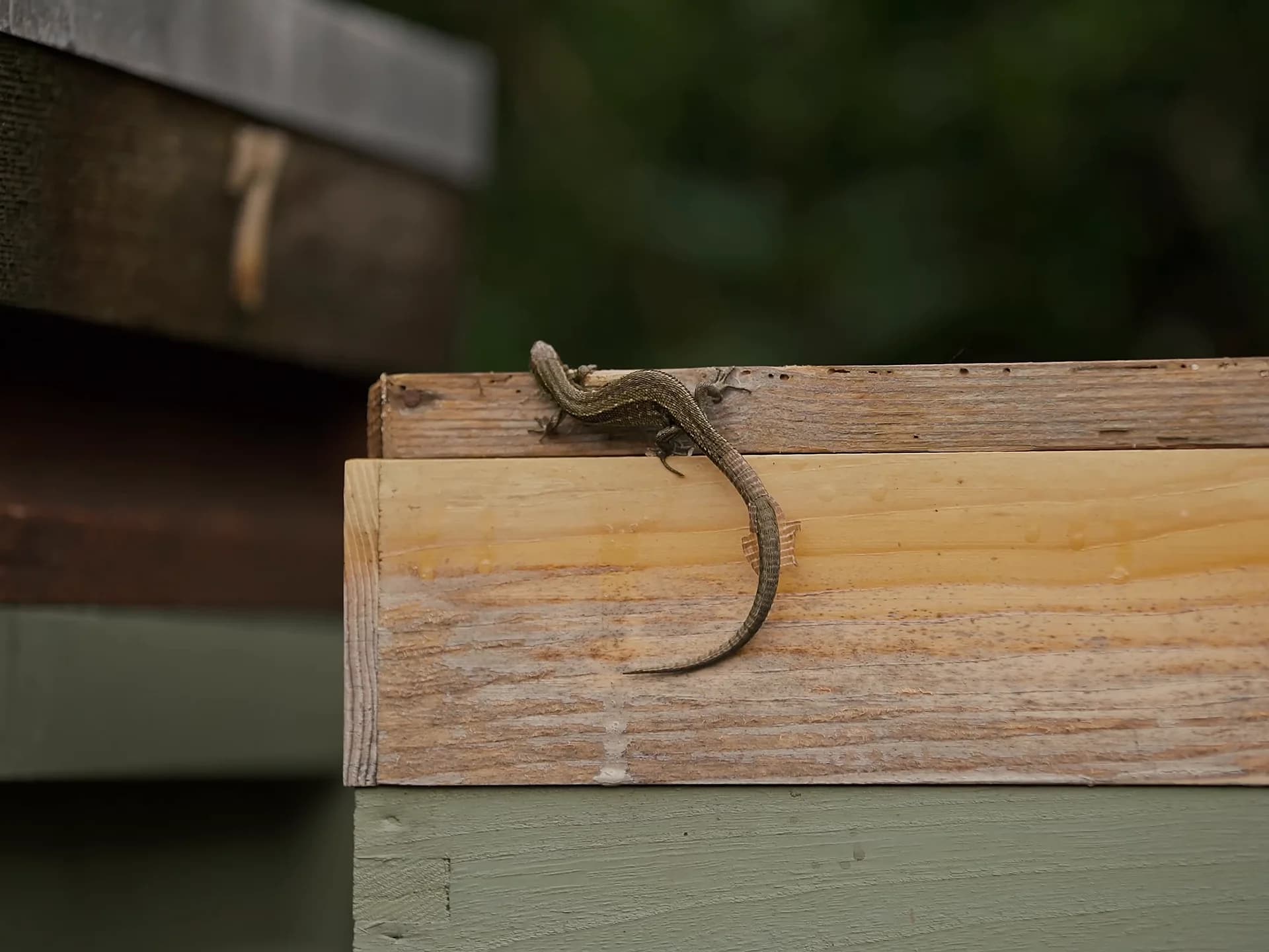A common lizard basking on the sunlit timber of a hive