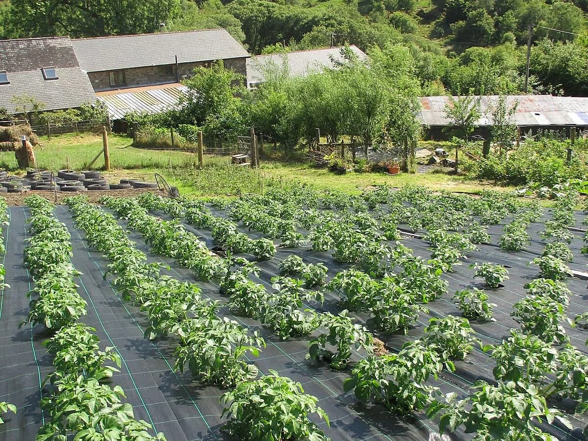 Rows of potato plants in the valley below the farm
